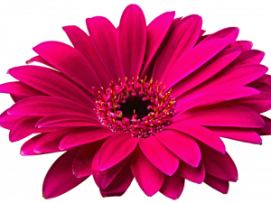 Gerbera Flower PNG Clipart