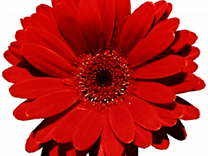 Gerbera Flower PNG Image HD