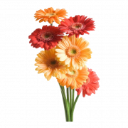 Imágenes de PNG de flor gerbera