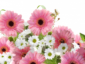 Gerbera Flower PNG Photos