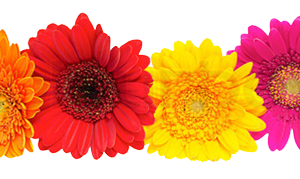 Gerbera Flower PNG Pic