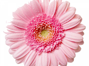 Gerbera No Background