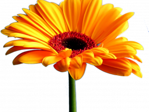 Gerbera PNG HD Image