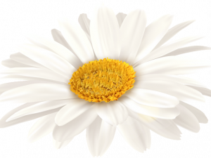 Gerbera PNG Image HD