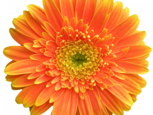 Gerbera PNG Photos