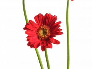 Gerbera Transparent