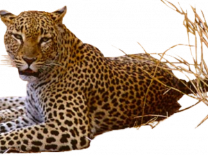 Jaguar Animal No Background