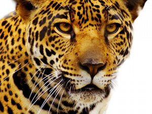 Jaguar Animal PNG Clipart