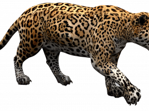 Jaguar Animal PNG Cutout