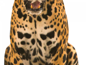 Jaguar Animal PNG Free Image