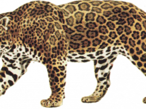 Jaguar Animal PNG Image File