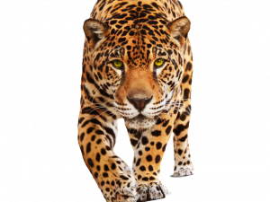 Jaguar Animal PNG Photo