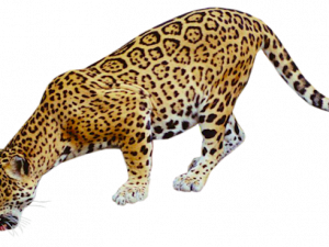 Jaguar Animal PNG Picture