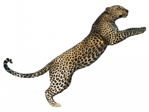 Jaguar Animal Predator PNG Images HD