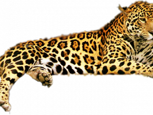 Jaguar Animal Predator PNG Picture