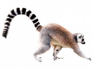 Lemur PNG