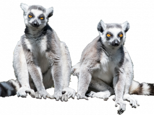 Lemur PNG Image