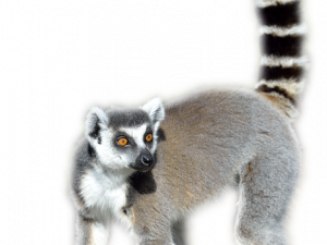 Lemur PNG Photos