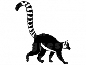 Lemur PNG Picture