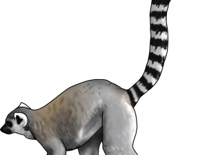 Lemur Vector