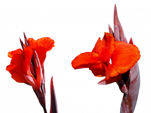 Lily Flower PNG