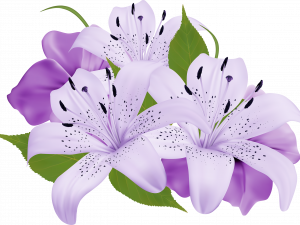 Lily Flower PNG Clipart