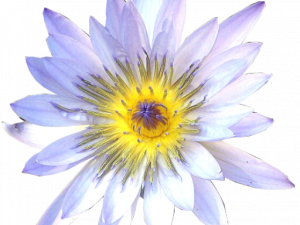 Lily Flower PNG Images