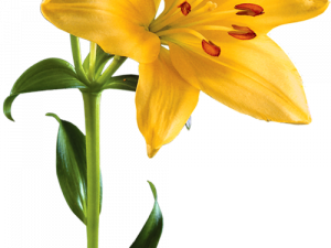 Lily Flower PNG Photo