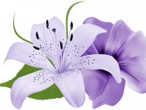 Lily Flower PNG Photos