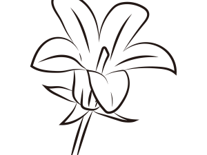 Lily Flower PNG Pic