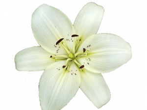 Lily Flower PNG Picture