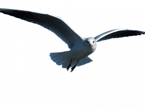 seagull in flight, coastal bird, wildlife photography, soaring seabird, Ocean Birds PNG