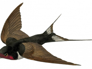 swallow-tailed fish, aquatic species, marine life, colorful fins, Ocean Birds PNG