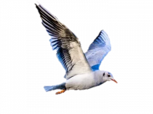 bird in flight, flying seagull, wildlife photography, avian species, Ocean Birds PNG