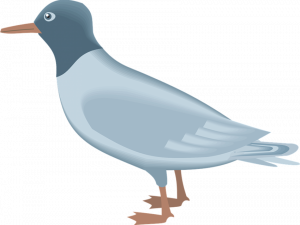 pigeon, bird illustration, urban wildlife, avian species, Ocean Birds PNG