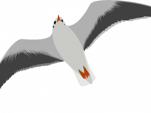 bird, flying, wildlife, illustration, Ocean Birds PNG