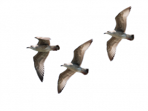 birds in flight, soaring seabirds, avian migration, nature photography, Ocean Birds PNG