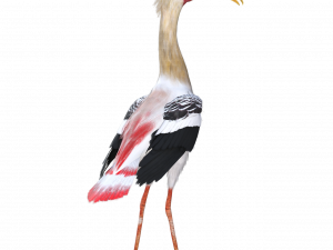 stork, wading bird, waterfowl, birdwatching, Ocean Birds PNG