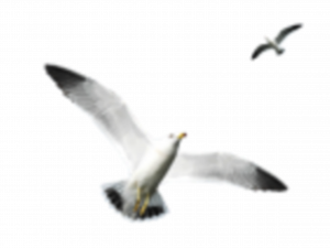 seagulls in flight, coastal birds, wildlife photography, avian species, Ocean Birds PNG