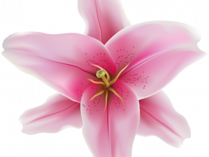 Pink Lily Flower