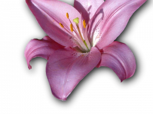 Pink Lily Flower PNG