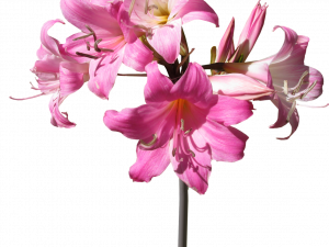 Pink Lily Flower PNG File