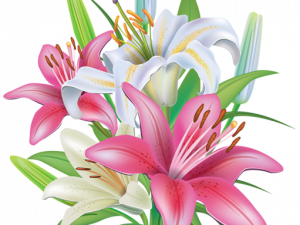 Pink Lily Flower PNG Pic