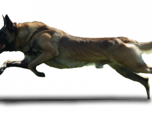 Running Animal PNG