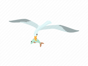 seagull, bird in flight, coastal wildlife, nature illustration, Ocean Birds PNG