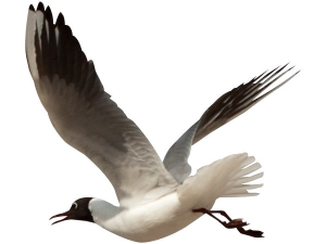 seagull in flight, coastal bird, marine wildlife, avian species, Ocean Birds PNG