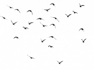 birds in flight, flock of birds, avian migration, nature scene, Ocean Birds PNG