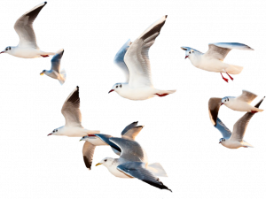 seagulls in flight, aerial birds, coastal wildlife, flock of seagulls, Ocean Birds PNG