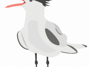 tern, seabird, coastal wildlife, marine ecosystem, Ocean Birds PNG