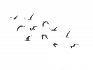 Sea Ocean Birds PNG Pic